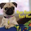 #210 Custom

Offered as
Jumbo 8½” x 5½”
Regular 4” x 6”
and Panoramic 6” x 11”