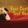 #220 Custom

Offered as
Jumbo 8½” x 5½”
Regular 4” x 6”
and Panoramic 6” x 11”