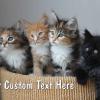 #223 Custom

Offered as
Jumbo 8½” x 5½”
Regular 4” x 6”
and Panoramic 6” x 11”