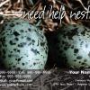 #48 Eggs - Custom

Offered as
Jumbo 8½” x 5½”
Regular 4” x 6”
and Panoramic 6” x 11”